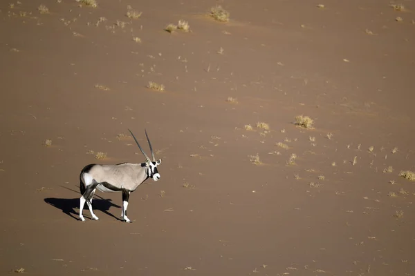 Wild oryx antelope — Stock Photo, Image