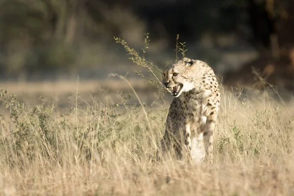 Leoaprd caccia in Kalahari — Foto Stock