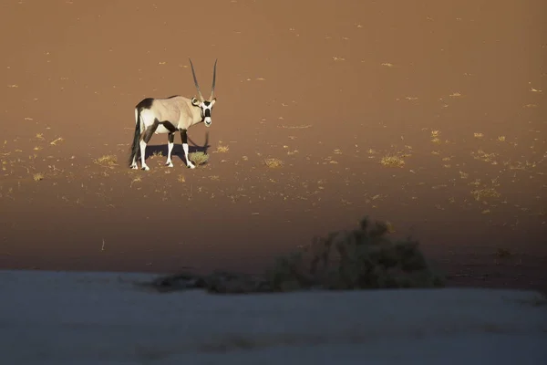 Wilde Oryxantilope — Stockfoto