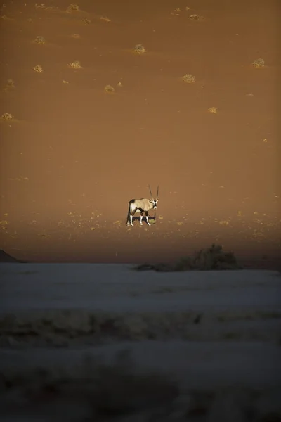Антилопа орикса — стоковое фото