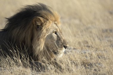 vahşi yetişkin aslan 