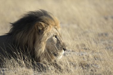 vahşi yetişkin aslan 