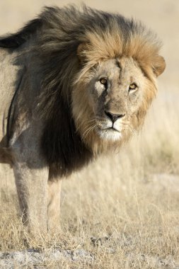 vahşi yetişkin aslan 