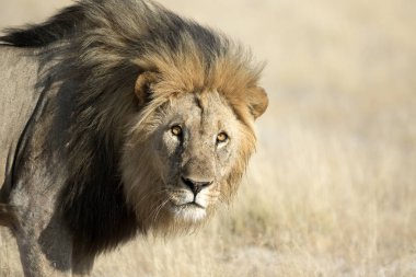 vahşi yetişkin aslan 