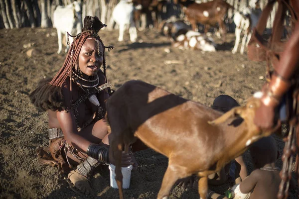 Vrouw in traditionele kleding melk geit — Stockfoto