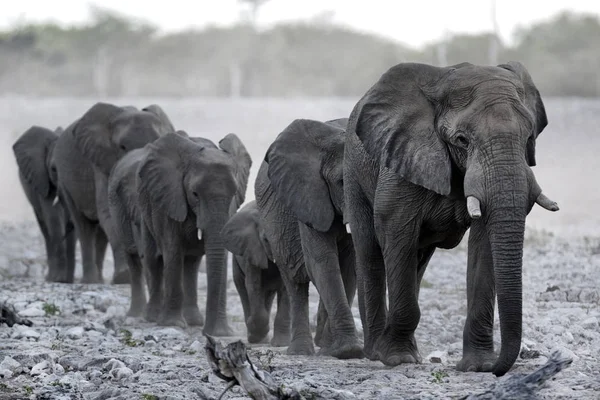 非洲野生大象 — 图库照片