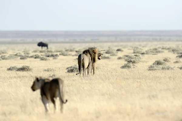 Leones adultos salvajes — Foto de Stock