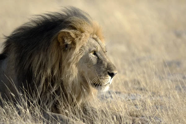 Wild volwassen leeuw — Stockfoto