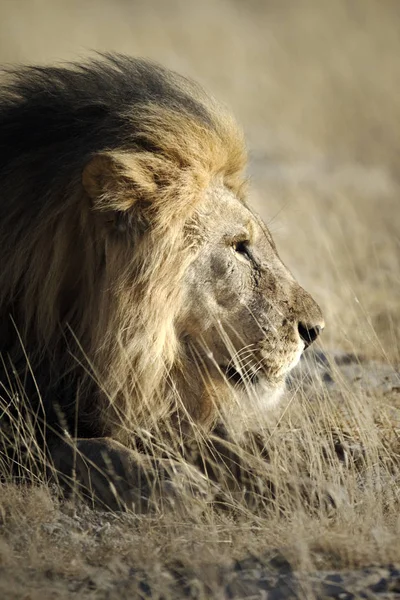 Vahşi yetişkin aslan — Stok fotoğraf