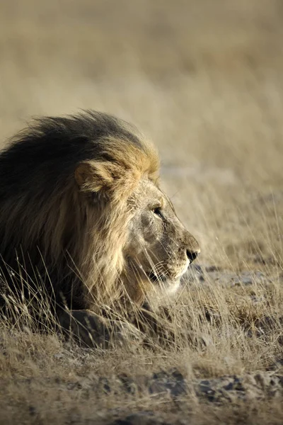 Vahşi yetişkin aslan — Stok fotoğraf