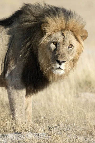 Vahşi yetişkin aslan — Stok fotoğraf