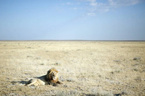 Vahşi yetişkin aslan — Stok fotoğraf