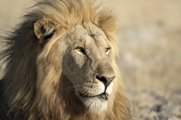 Άγρια ενήλικο λιοντάρι — Φωτογραφία Αρχείου