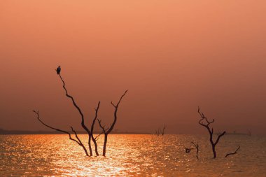 Güzel Antelope Adası