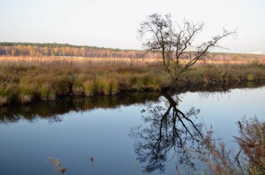 Ayna suyu. Kiev 'in banliyölerindeki vahşi yaşam. Bataklıklar, ormanlar ve güzel ağaçlar berrak sulara yansıyor..