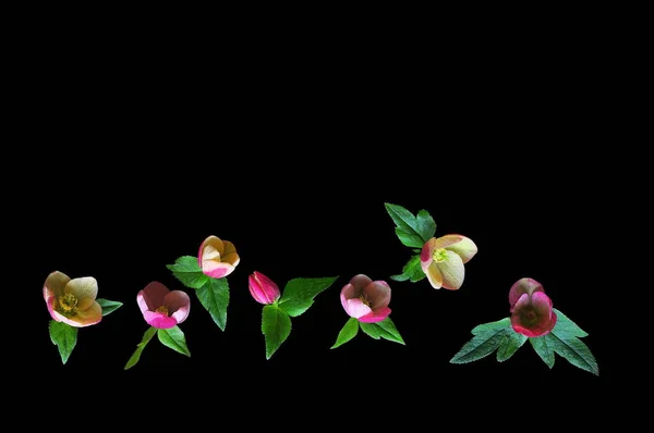 Floral Scape of Mixed Hellebores Lenten Rose Flower Buds, flowers on black background