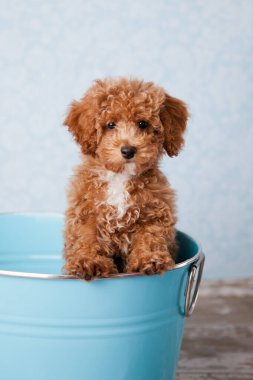 Cute bichon poodle bichpoo puppy sitting in a blue metal tub clipart