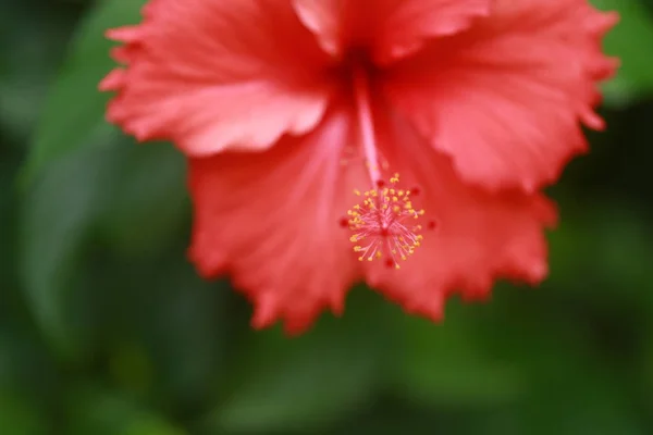 Rode bloem van de Aziatische — Stockfoto