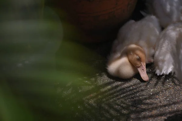 滝の鳥インコ ケット — ストック写真