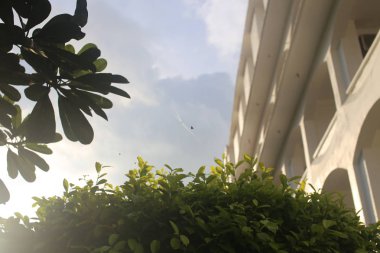 Srilanka palm dalga deniz