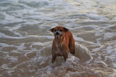 büyük budda seyahat balık ay taşı