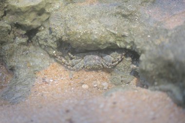 büyük budda seyahat balık ay taşı