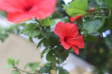 büyük budda seyahat balık ay taşı