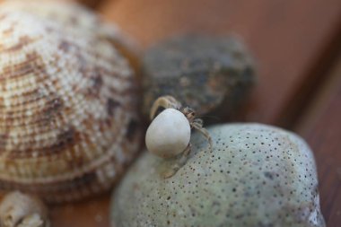 büyük budda seyahat balık ay taşı