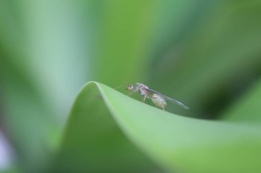 büyük budda seyahat balık ay taşı