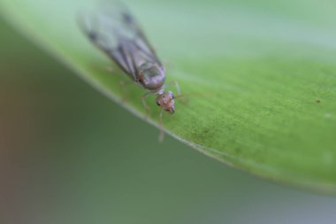büyük budda seyahat balık ay taşı