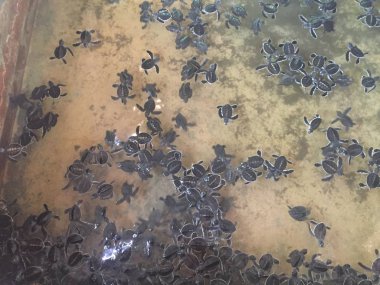 büyük budda seyahat balık ay taşı