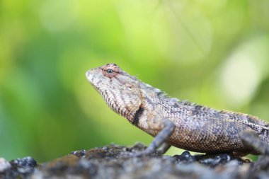 büyük budda seyahat balık ay taşı