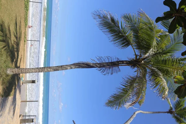 Srilanka Palm Dalga Deniz — Stok fotoğraf