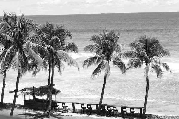 Srilanka Palm Wave Sea — Stock Photo, Image