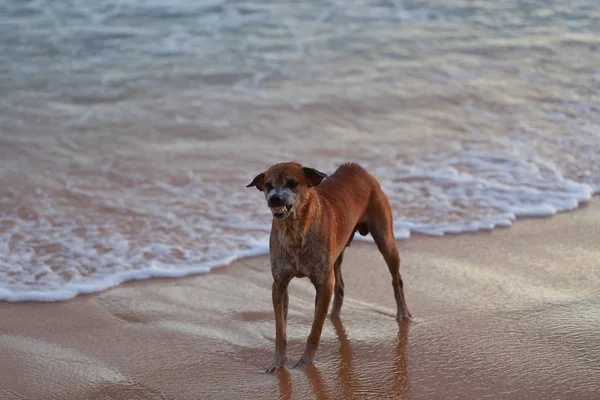 dog cant swim in the sea and lost in wave