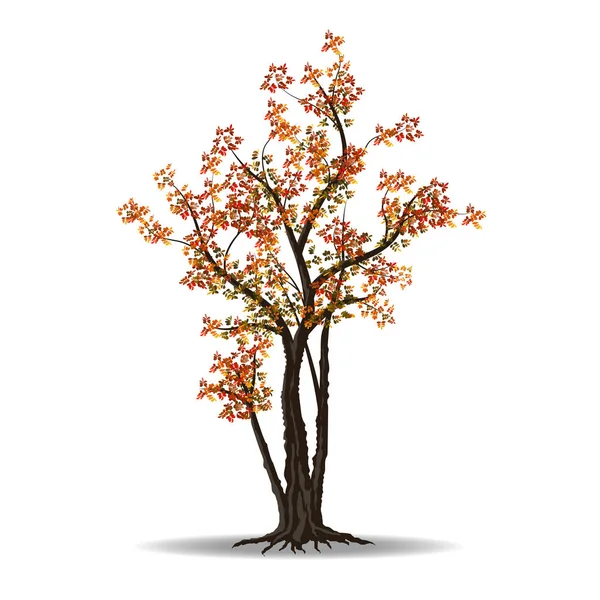 赤い秋のツリー — ストックベクタ