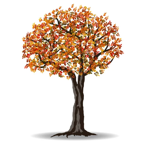 Árvore vermelha outono —  Vetores de Stock