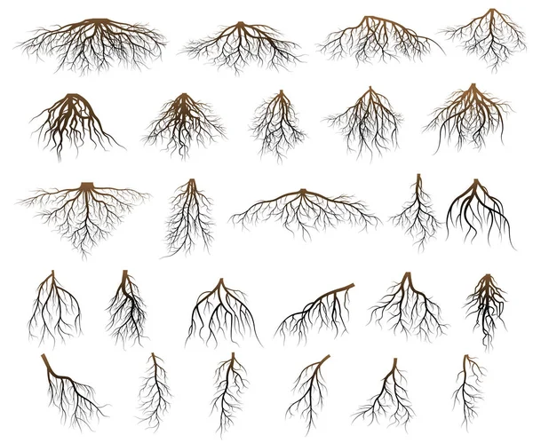 Conjunto de raízes de árvores — Vetor de Stock