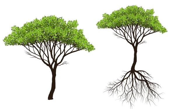 Árbol grande con raíz — Vector de stock