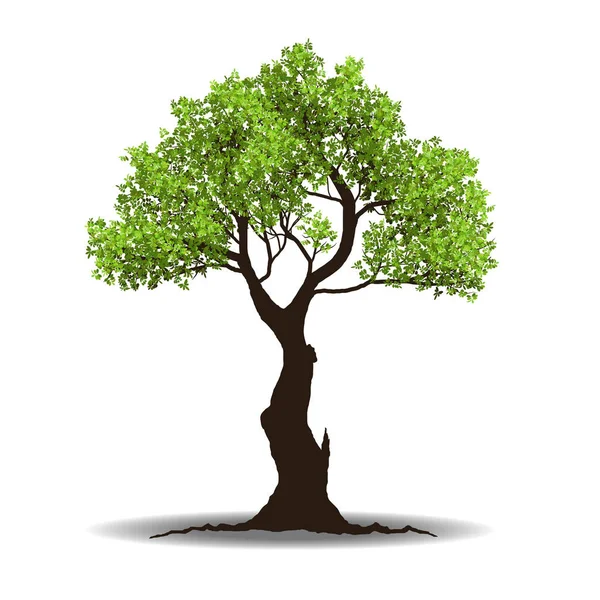 Wielkie drzewo z korzenia — Wektor stockowy