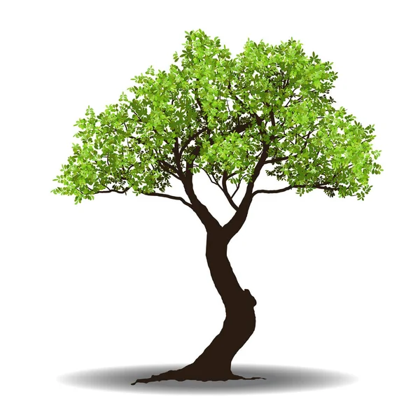 Árbol grande con raíz — Vector de stock