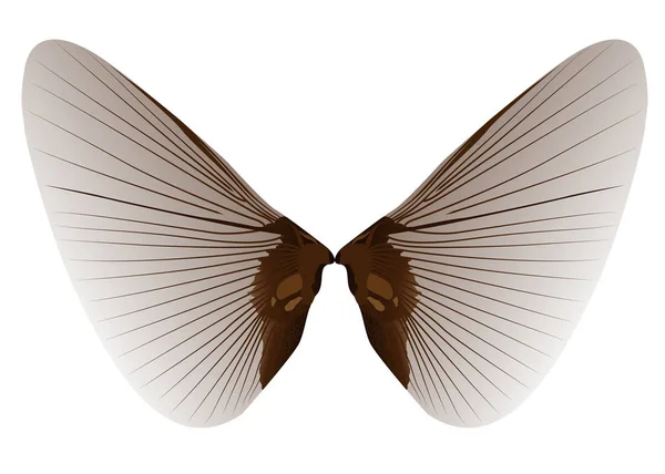 Крил комах — стоковий вектор