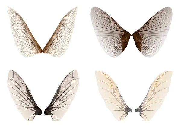 Vleugels insect — Stockvector