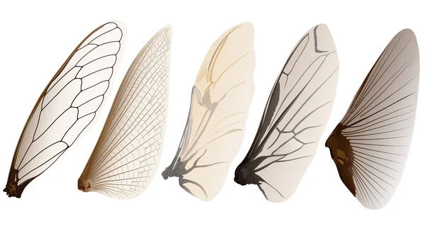 昆虫の翼 — ストックベクタ