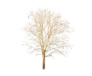 Beyaz arkaplanda izole edilmiş kuru ağaç 