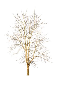 Beyaz arkaplanda izole edilmiş kuru ağaç 