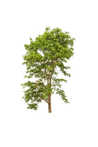 Büyük Beyaz Bir Arka Plan Üzerinde Izole Ağaç — Stok fotoğraf