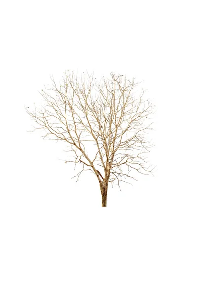 Сухое Дерево Белом Фоне — стоковое фото