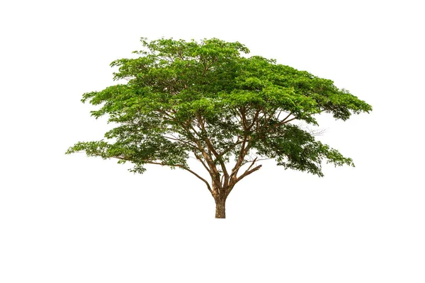 Gran Árbol Aislado Sobre Fondo Blanco —  Fotos de Stock