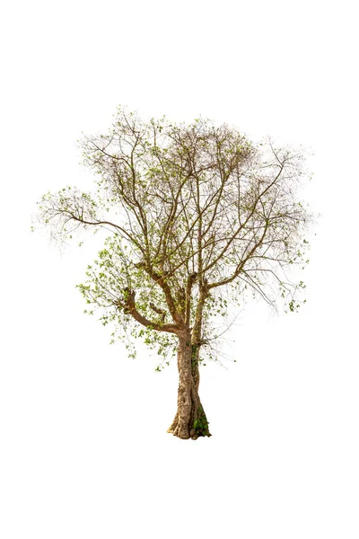 Suche Drzewo Izolowane Białym Tle — Zdjęcie stockowe